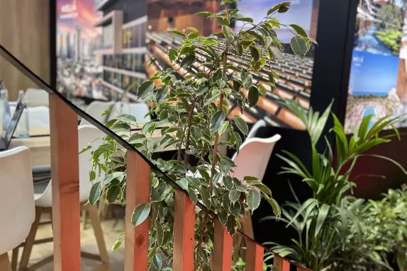 Pflanze in einem Veranstaltungsraum 