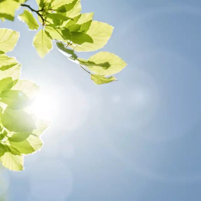 grüne blätter im Sonnenlicht