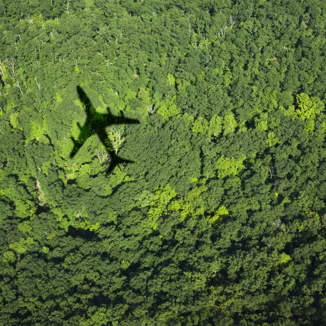 Schatten eines Flugzeuges über einem grünen Waldstück