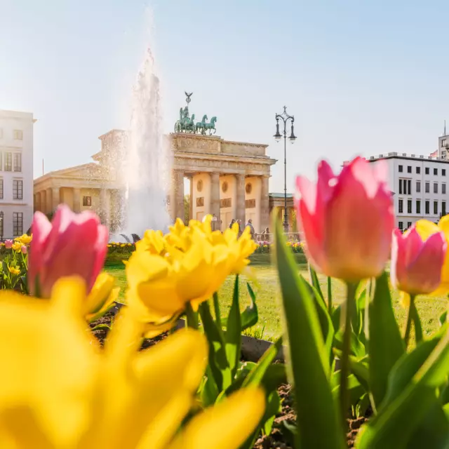 Brandenburger Tor mit Tulpenwiese