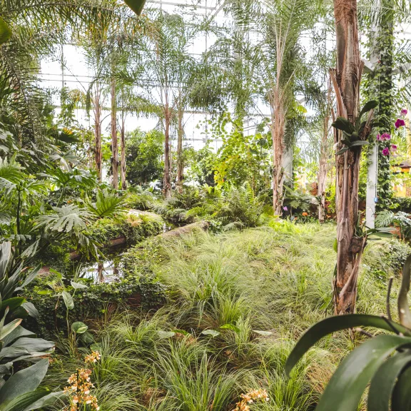 Tropisches Gewächshaus mit vielen grünen Pflanzen und Palmen.