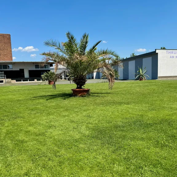 Große Wiese mit Palmen, umgeben von Gebäuden bei blauem Himmel.