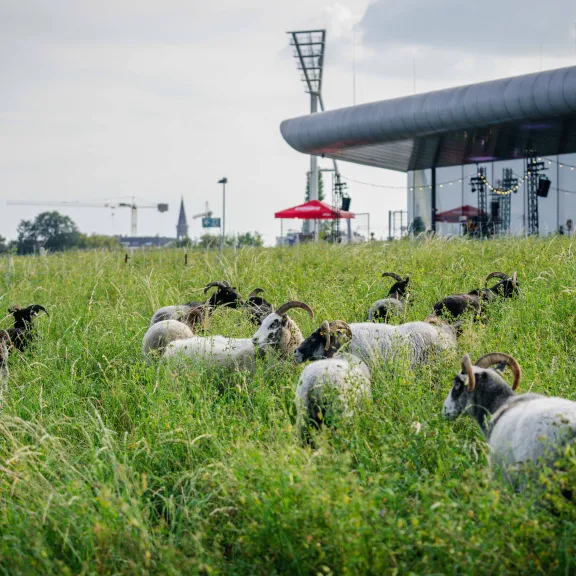 Schafe auf dem Dach der Max-Schmeling-Halle