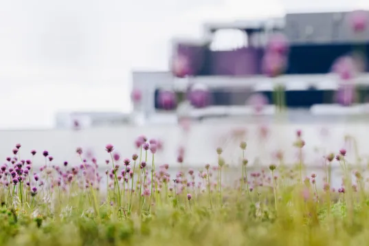 Wiese mit violetten Blumen im Vordergrund, modernes Gebäude unscharf im Hintergrund.