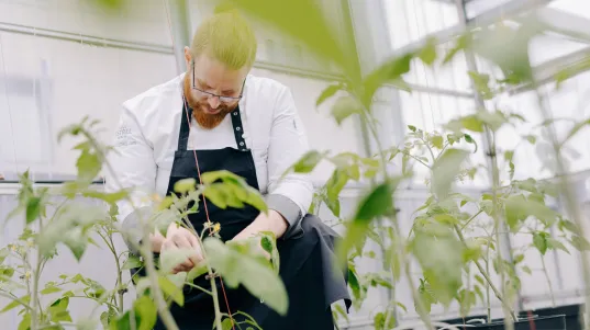 Mann mit Bart pflegt junge Pflanzen in einem modernen Gewächshaus.