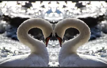 Zwei Schwäne turteln im Winter. Der Frühling naht.