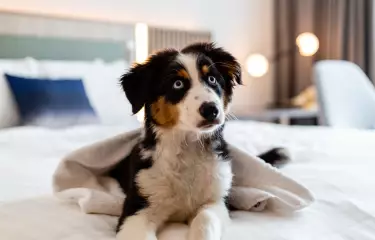 Hund liegt auf dem Hotelbett und schaut in die Kamera