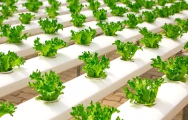 Stärkung pflanzenbasierter Ernährung stärkt Nachhaltigkeit