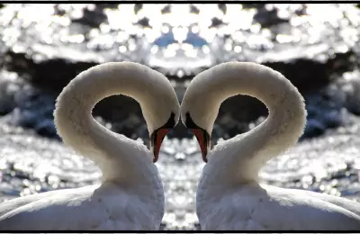 Zwei verliebte Schwäne an der vereisten Havel.