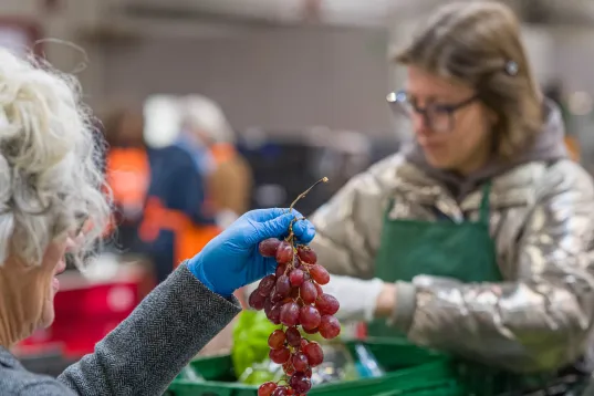Two people sorting grapes and produce into green crates at a food bank.