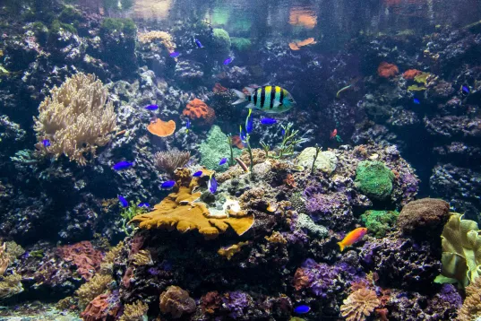 Buntes Korallenriff mit verschiedenen Fischen und farbigen Korallen im Wasser